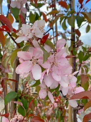 Яблоня декоративная 'Ola'