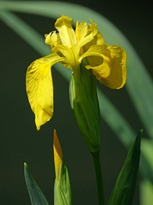 Ирис болотный (желтый)