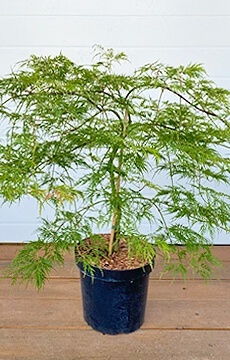 Клен веерный 'Dissectum Viride'