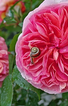 Роза чайно-гибридная 'Modern Art'