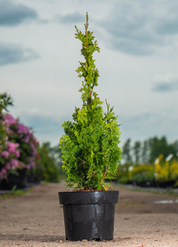 Туя западная 'Degroot's Spire'