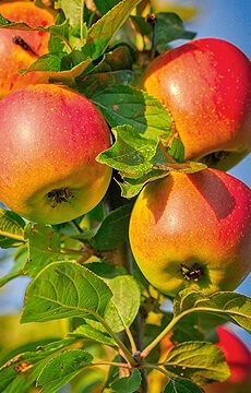 Яблоня 'Московское ожерелье'