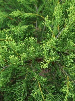 Можжевельник средний 'Pfitzeriana Aurea'