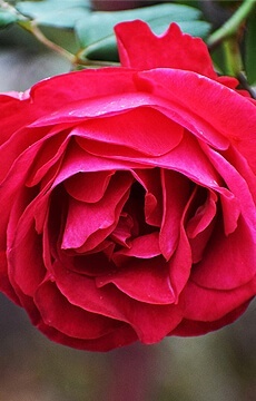 Роза чайно-гибридная 'Gospel'