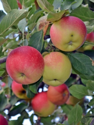 Яблоня 'Июльское Черненко'