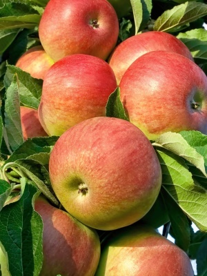 Яблоня 'Мелба'