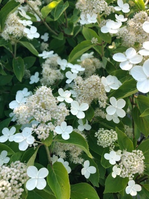 Гортензия метельчатая 'Prim White'