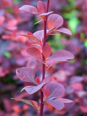 Барбарис Тунберга 'Atropurpurea Nana'