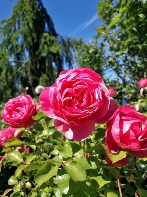 Роза флорибунда 'Leonardo da Vinci'