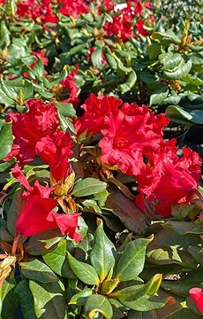 Рододендрон ползучий 'Scarlet Wonder'