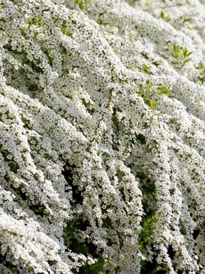 Спирея серая 'Grefsheim'