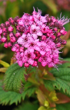 Спирея японская 'Crispa'