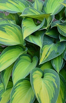 Хоста 'Smash Hit'