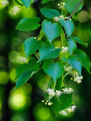 Липа европейская 'Pallida'