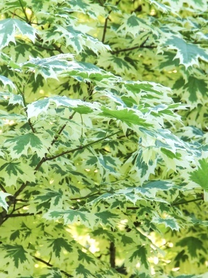 Клен остролистный 'Drummondii'
