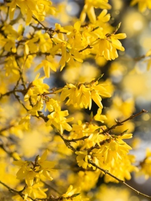 Форзиция промежуточная 'Lynwood'