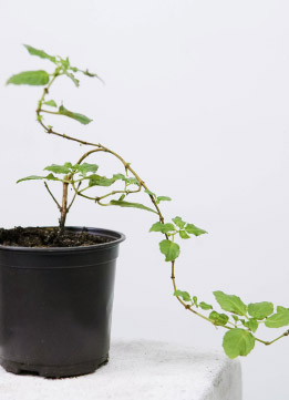 Фуксия сортовая махровая