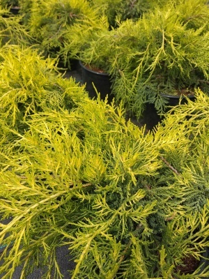 Можжевельник средний 'Mordigan Gold'