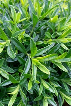 Гвоздика перистая