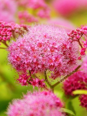 Спирея густоцветковая