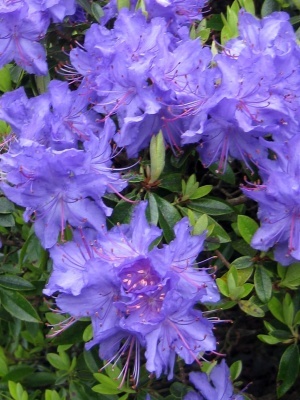 Рододендрон плотный 'Azurika'