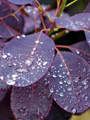 Скумпия кожевенная 'Royal Purple'