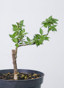 Цитрофортунелла Клементин