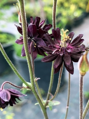 Аквилегия 'Black Barlow'