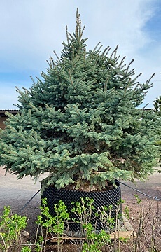 Ель колючая 'Glauca' №10