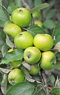 Яблоня 'Президент'