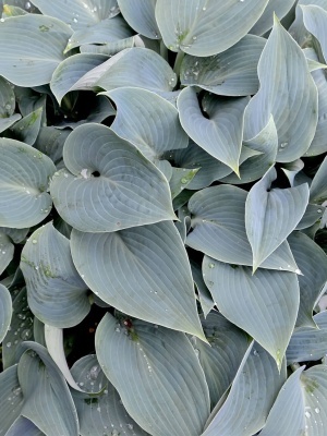Хоста 'Canadian Blue'