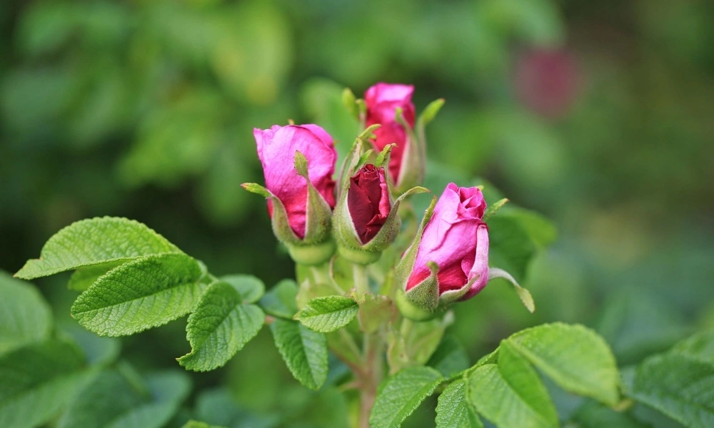 Роза морщинистая 'Hansa' фото саженцев