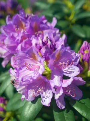 Рододендрон катевбинский 'Catawbiense Grandiflorum'