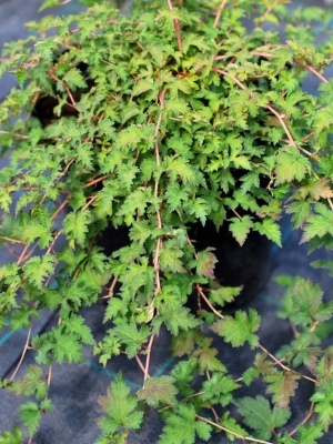 Стефанандра надрезаннолистная 'Crispa'