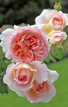 Роза английская 'Abraham Darby'