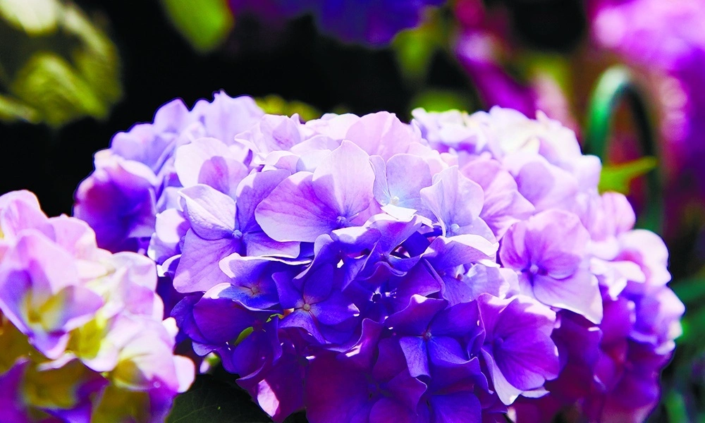 Гортензия крупнолистная 'Endless Summer Bloom Star blue-purple' - саженцы из питомника Алексеевская Дубрава