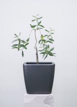 Оливковое дерево