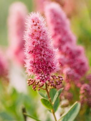 Спирея Билларда