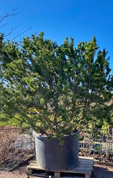 Сосна горная 'Mughus' №03 Солитер