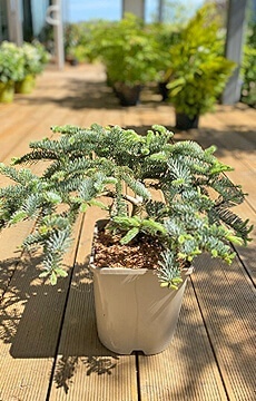 Пихта высокорослая 'Glauca'