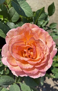 Роза чайно-гибридная 'Ibiza'