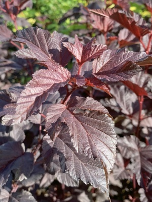 Пузыреплодник калинолистный 'Andrea'