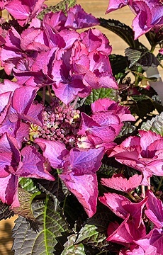 Гортензия крупнолистная 'Black Diamonds'