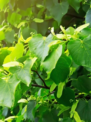 Липа крупнолистная