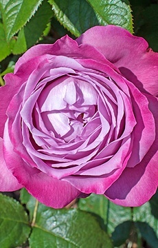 Роза чайно-гибридная 'Big Purple'