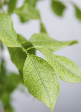 Цитрофортунелла Лимон