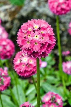 Примула мелкозубчатая розовая