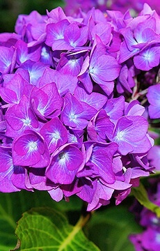 Гортензия крупнолистная 'Purple Punk'