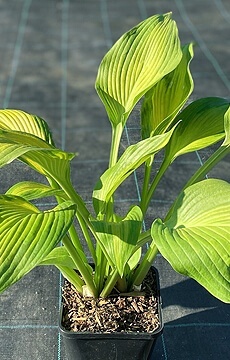 Хоста 'High Voltage'