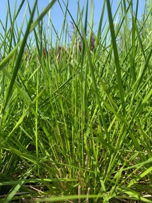 Щучка дернистая 'Goldtau'